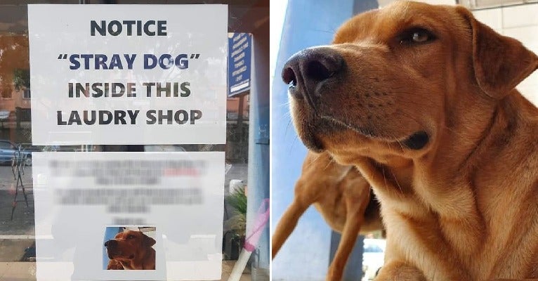 Kind Puchong Laundrette Goes Viral For Allowing Stray Dogs to Stay Inside, Doesn't Mind Losing Customers - WORLD OF BUZZ 5