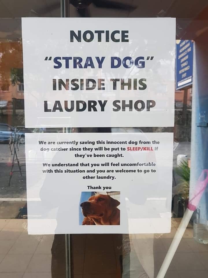 Kind Puchong Laundrette Goes Viral For Allowing Stray Dogs to Stay Inside, Doesn't Mind Losing Customers - WORLD OF BUZZ