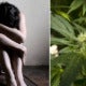 13Yo Forced To Have Sex With 65Yo Man By Father Because He Wanted Marijuana - World Of Buzz
