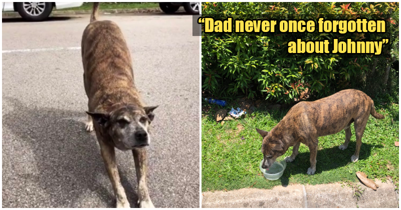 M'Sian Girl Shares Tear-Jerking Story Of The Love Between Her Dad And A Stray Dog - World Of Buzz