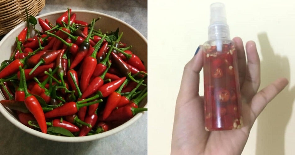 Netizen Shares Four Easy Steps To Make Affordable Pepper Spray Using Cili Padi - World Of Buzz