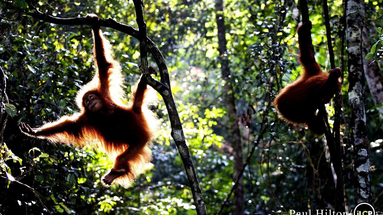 Orangutans On The Verge Of Extinction, Experts Predict Another 10 Years Before Total Wipe Out - World Of Buzz 1