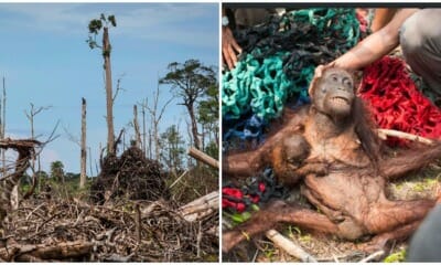 Orangutans On The Verge Of Extinction, Experts Predict Another 10 Years Before Total Wipe Out - World Of Buzz 3
