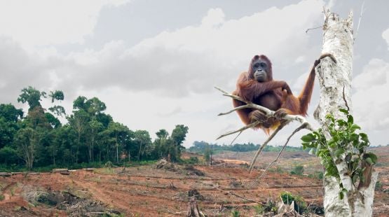 Orangutans On The Verge Of Extinction, Experts Predict Another 10 Years Before Total Wipe Out - WORLD OF BUZZ 4
