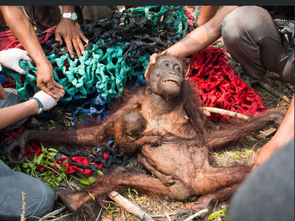 Orangutans On The Verge Of Extinction, Experts Predict Another 10 Years Before Total Wipe Out - WORLD OF BUZZ