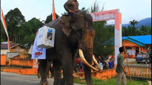 Photos of Indonesian Election Workers Riding Elephants & Crossing Rivers to Deliver Ballot Boxes Go Viral - WORLD OF BUZZ 4