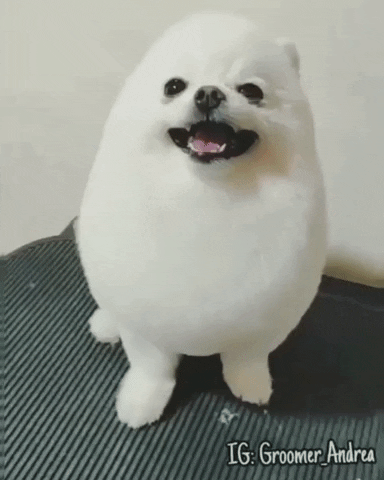Pomeranian Goes Viral After Being Groomed To Look Like A Walking Egg - WORLD OF BUZZ 3