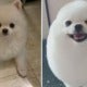 Pomeranian Goes Viral After Being Groomed To Look Like A Walking Egg - World Of Buzz 4