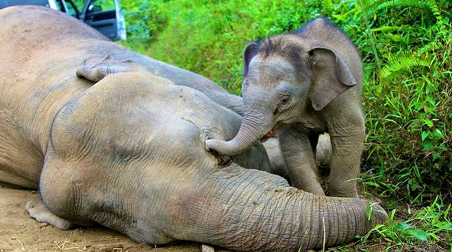 Report: About 1,000 Elephants Left in M'sian Forests, Many Other Species On Verge of Extinction - WORLD OF BUZZ 1