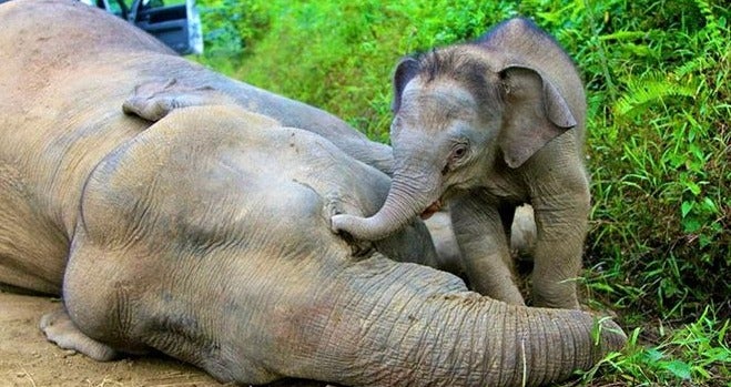 Report: About 1,000 Elephants Left in M'sian Forests, Many Other Species On Verge of Extinction - WORLD OF BUZZ 4
