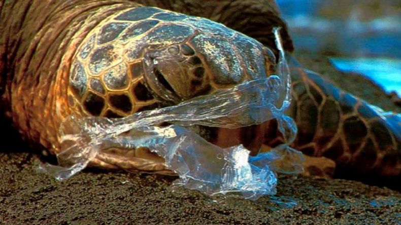 Sea Turtles Of Rantau Abang Face Extinction - World Of Buzz 1