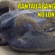 Sea Turtles Of Rantau Abang Face Extinction - World Of Buzz 4