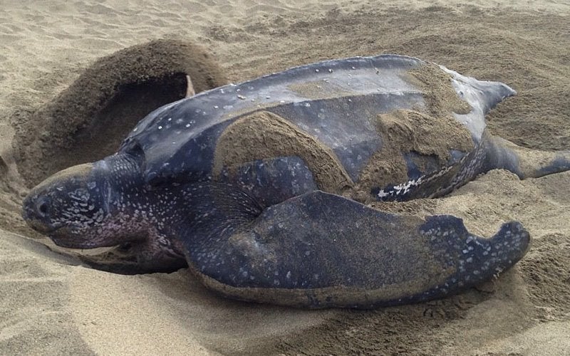 Sea Turtles of Rantau Abang Face Extinction - WORLD OF BUZZ