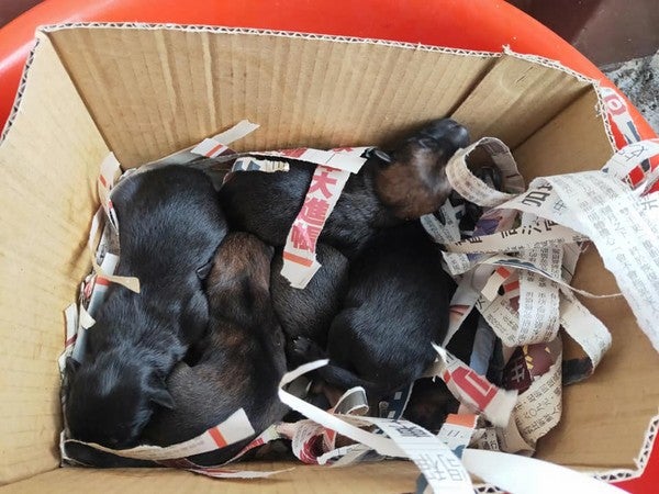 Six Newborn Puppies Were Put Inside a Plastic Bag & Flung Into a Drain By Cruel Owner - WORLD OF BUZZ 3