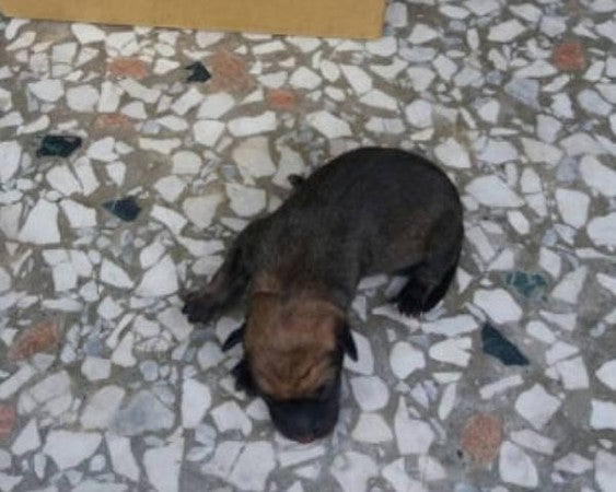 Six Newborn Puppies Were Put Inside a Plastic Bag & Flung Into a Drain By Cruel Owner - WORLD OF BUZZ 4