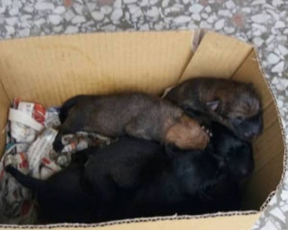 Six Newborn Puppies Were Put Inside A Plastic Bag &Amp; Flung Into A Drain By Cruel Owner - World Of Buzz 5