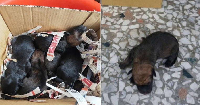Six Newborn Puppies Were Put Inside A Plastic Bag &Amp; Flung Into A Drain By Cruel Owner - World Of Buzz 6