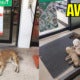 Stray Cats And Dogs Allowed By Kind 7-Eleven Staff To Enjoy Air-Con During Heatwave - World Of Buzz
