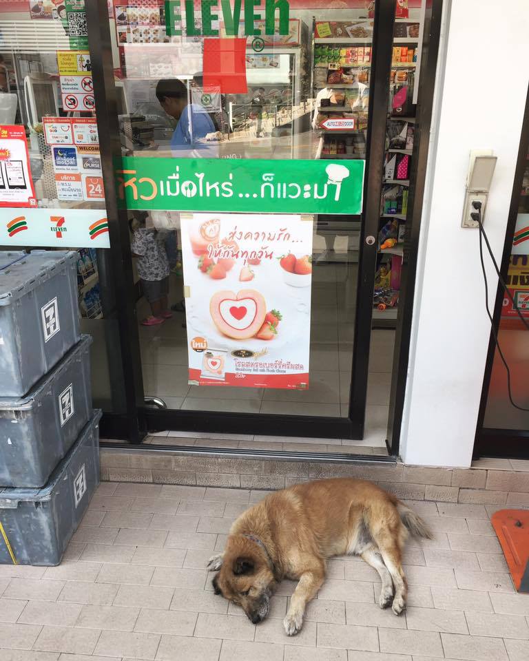 Stray Dogs Enjoy Air-Cond Near 7-Eleven In Thailand - World Of Buzz 2