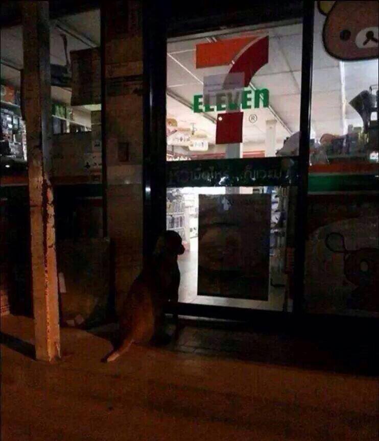Stray Dogs Enjoy Air-Cond Near 7-Eleven In Thailand - World Of Buzz 3
