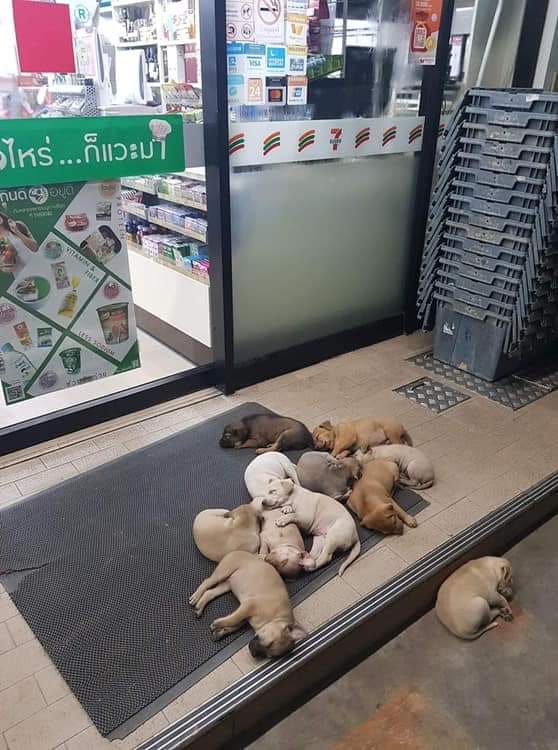 Stray Dogs Enjoy Air-Cond Near 7-Eleven In Thailand - World Of Buzz 5