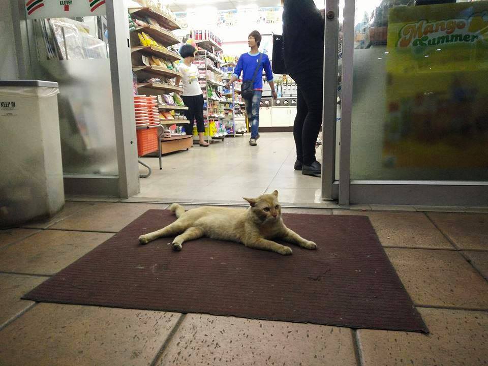Stray Dogs Enjoy Air-Cond Near 7-Eleven In Thailand - World Of Buzz 6