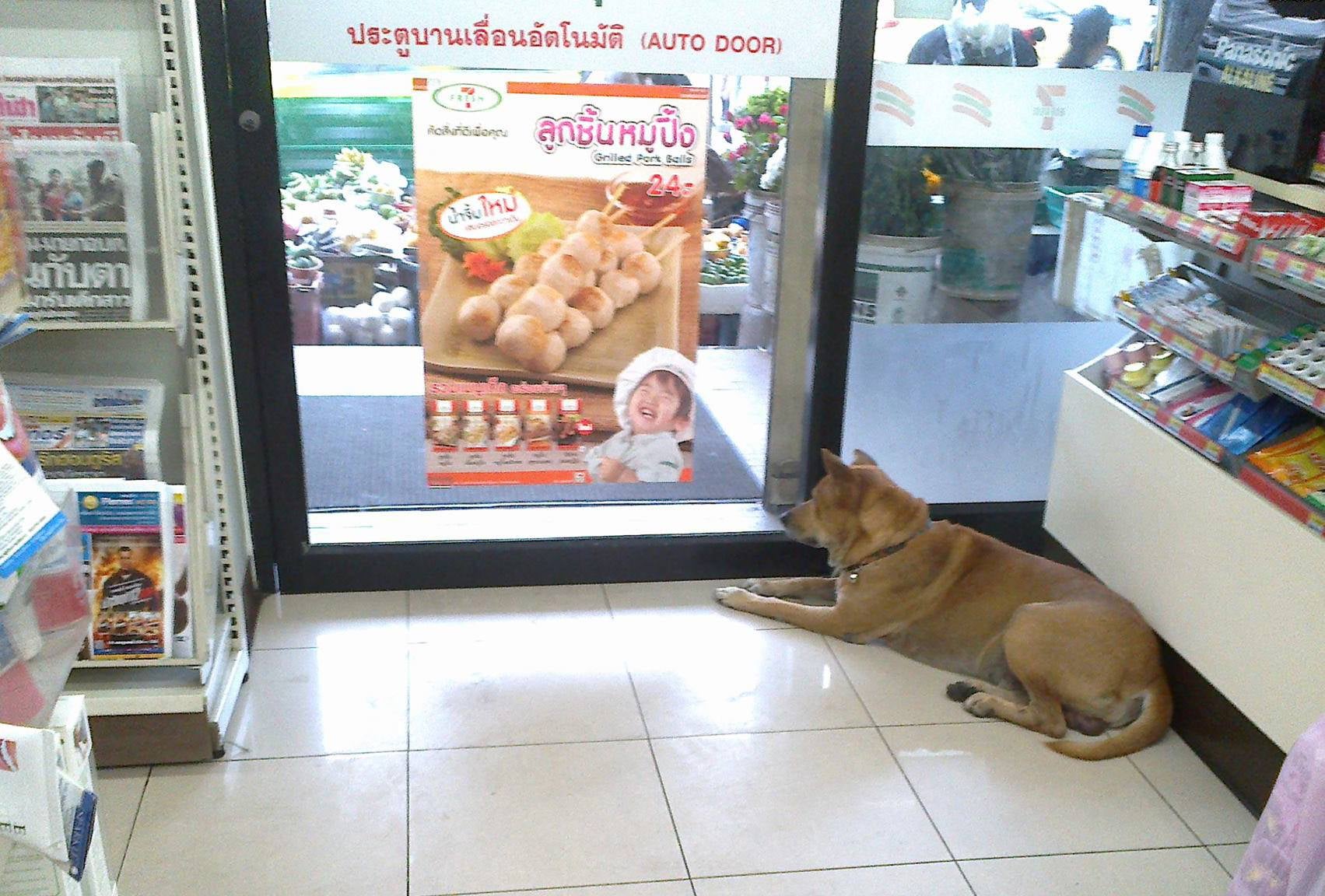 Stray Dogs Enjoy Air-Cond Near 7-Eleven In Thailand - World Of Buzz