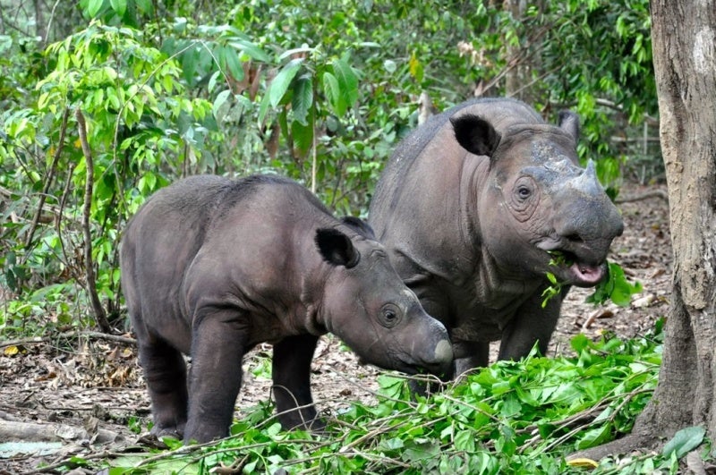 Sumatran Rhino Suspected To Be Extinct After Failing To Be Seen In Forest - World Of Buzz