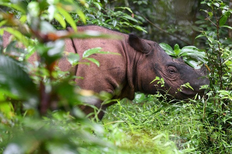 sumatran rhino 20122016