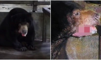 Sun Bear Forced To Be Euthanised After Contracting Fungal Infection In Perak Laketown Resort - World Of Buzz 1