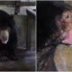 Sun Bear Forced To Be Euthanised After Contracting Fungal Infection In Perak Laketown Resort - World Of Buzz 1