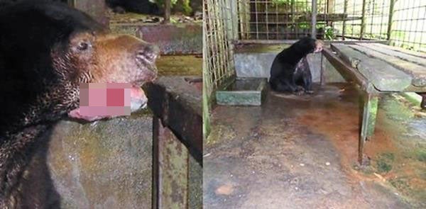 Sun Bear Forced to Be Euthanised After Contracting Fungal Infection in Perak Laketown Resort - WORLD OF BUZZ