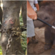 The Cruel Reality Behind The Elephant Rides In Thailand - World Of Buzz 2