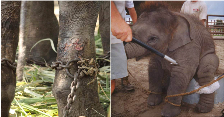 The Cruel Reality Behind The Elephant Rides In Thailand - WORLD OF BUZZ 2