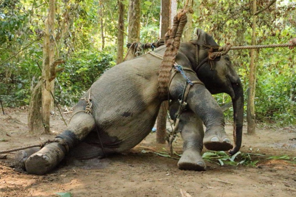 The Cruel Reality Behind The Elephant Rides In Thailand - WORLD OF BUZZ 3