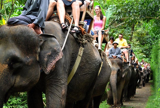 The Cruel Reality Behind The Elephant Rides In Thailand - WORLD OF BUZZ 5