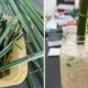 This Cafe Creatively Uses Palm Leaves As Bio-Degradable Straws &Amp; It'S Really Easy To Make! - World Of Buzz 3