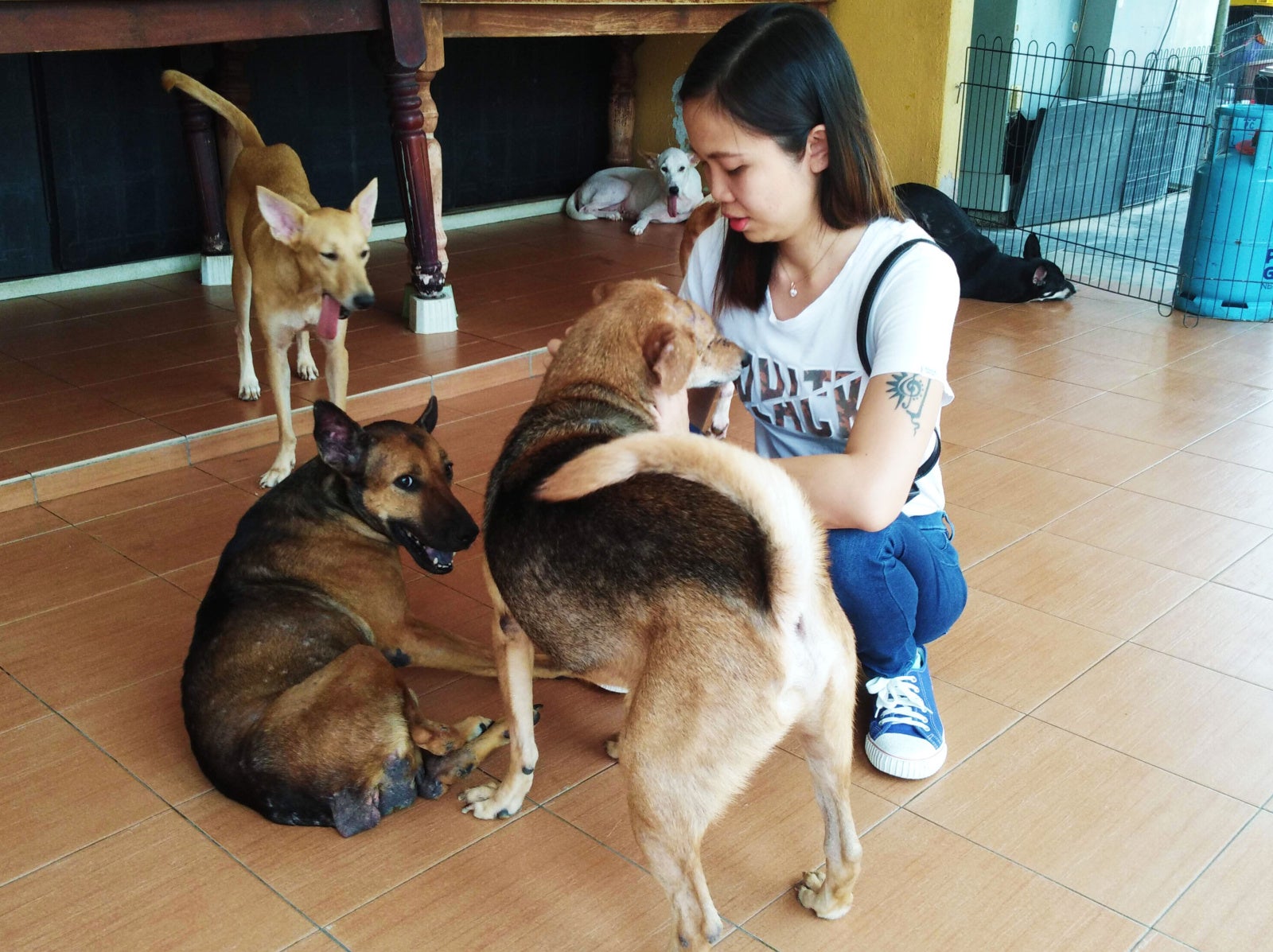This M'sian Dog Shelter Currently Cares for 200 Dogs, and This Is How They Do It - WORLD OF BUZZ 3