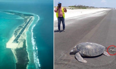 Endangered Turtle Lays Eggs On Airport Runway Built Right In The Middle Of A Beach - World Of Buzz
