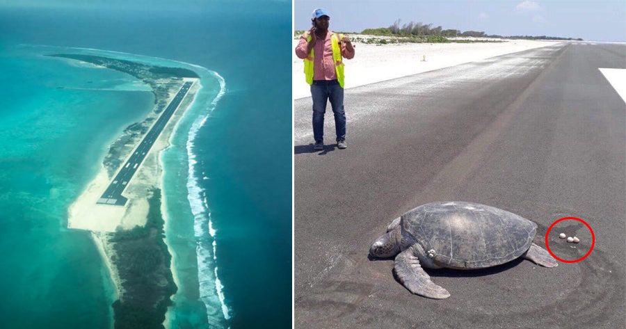 Endangered Turtle Lays Eggs On Airport Runway Built Right In The Middle Of A Beach - World Of Buzz