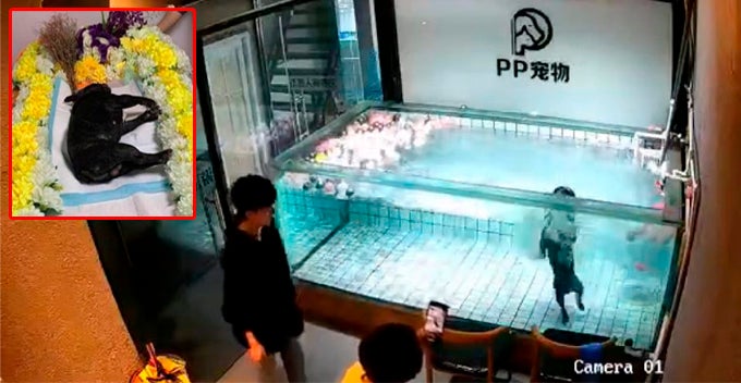 Video: Bulldog Tragically Drowned In Pet Shop Pool While Owner Was Recording - World Of Buzz 1
