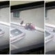 Video: Snatch Theft Steals And Drags Victim Caught On Cctv In Muar - World Of Buzz 5
