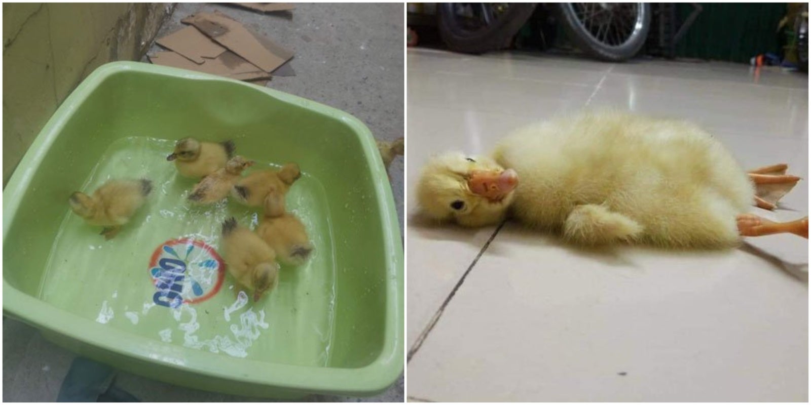 Woman Buys Duck Eggs To Consume, Gets Ducklings Instead When Hot Weather Causes Them To Hatch - World Of Buzz