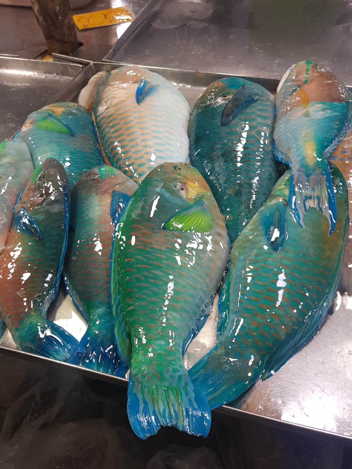 Woman Shares Viral Post of Why Everybody Should STOP Eating Parrot Fish - WORLD OF BUZZ 1