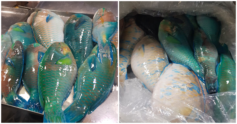 Woman Shares Viral Post Of Why Everybody Should Stop Eating Parrot Fish - World Of Buzz 4