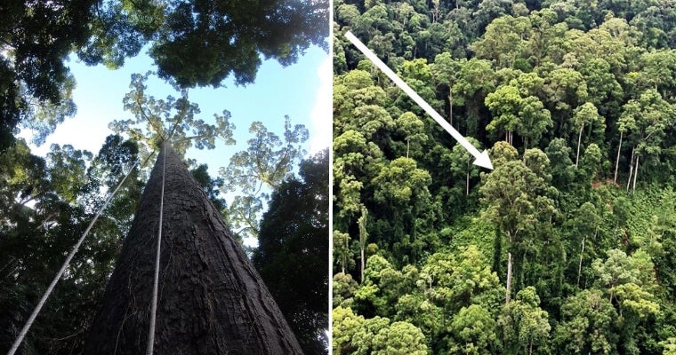 World'S Tallest Tropical Tree In Sabah Just Lost Title To Another Giant Meranti In Same State - World Of Buzz 1