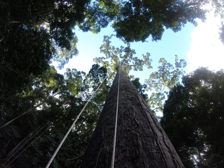 World's Tallest Tropical Tree In Sabah Just Lost Title To Another Giant Meranti In Same State - WORLD OF BUZZ 2