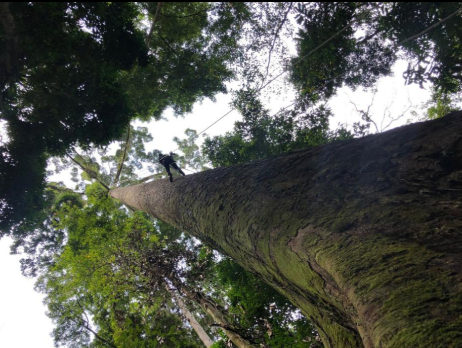 World's Tallest Tropical Tree In Sabah Just Lost Title To Another Giant Meranti In Same State - WORLD OF BUZZ 4