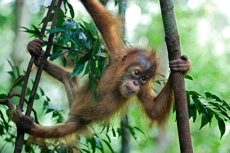 1 sumatran orangutan pongo abelii baby suzi eszterhas