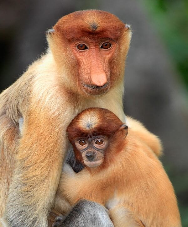 2 proboscis monkey and baby sohnsokapia 1